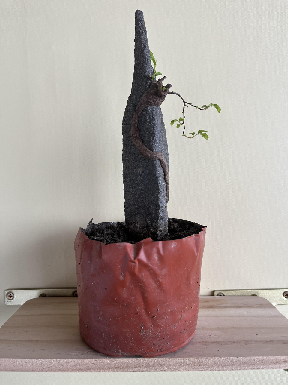 Caring for Your Mini Elm Bonsai (Rock-Planted Chinese Elm)