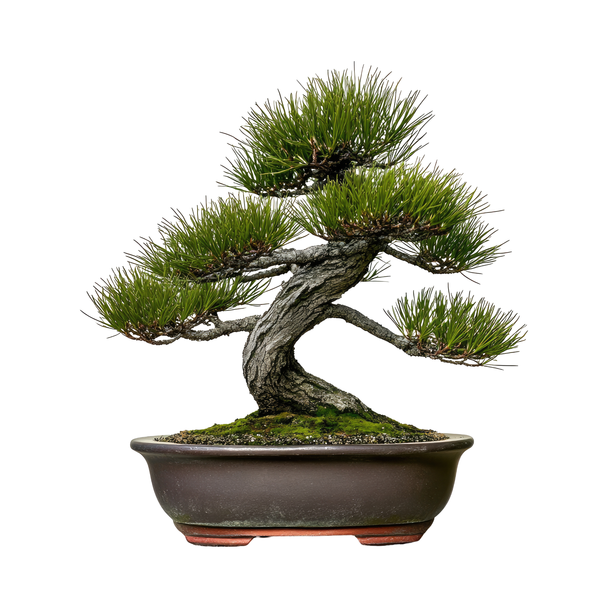 🌿 Care Guide for Your Japanese White Pine Bonsai 🌿
