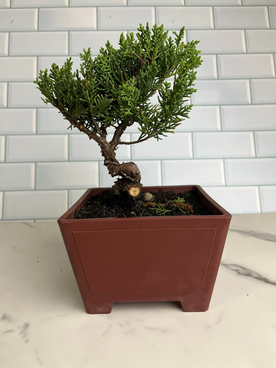 Caring for Your Juniper Cypress Bonsai