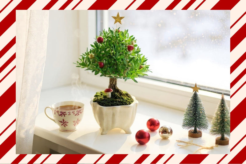 Seasonal Picks