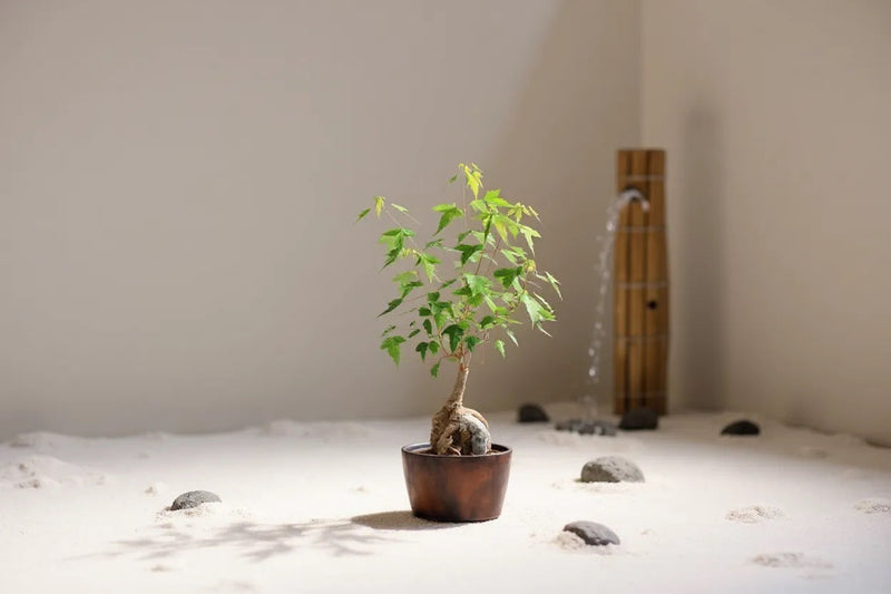 Indoor Bonsai