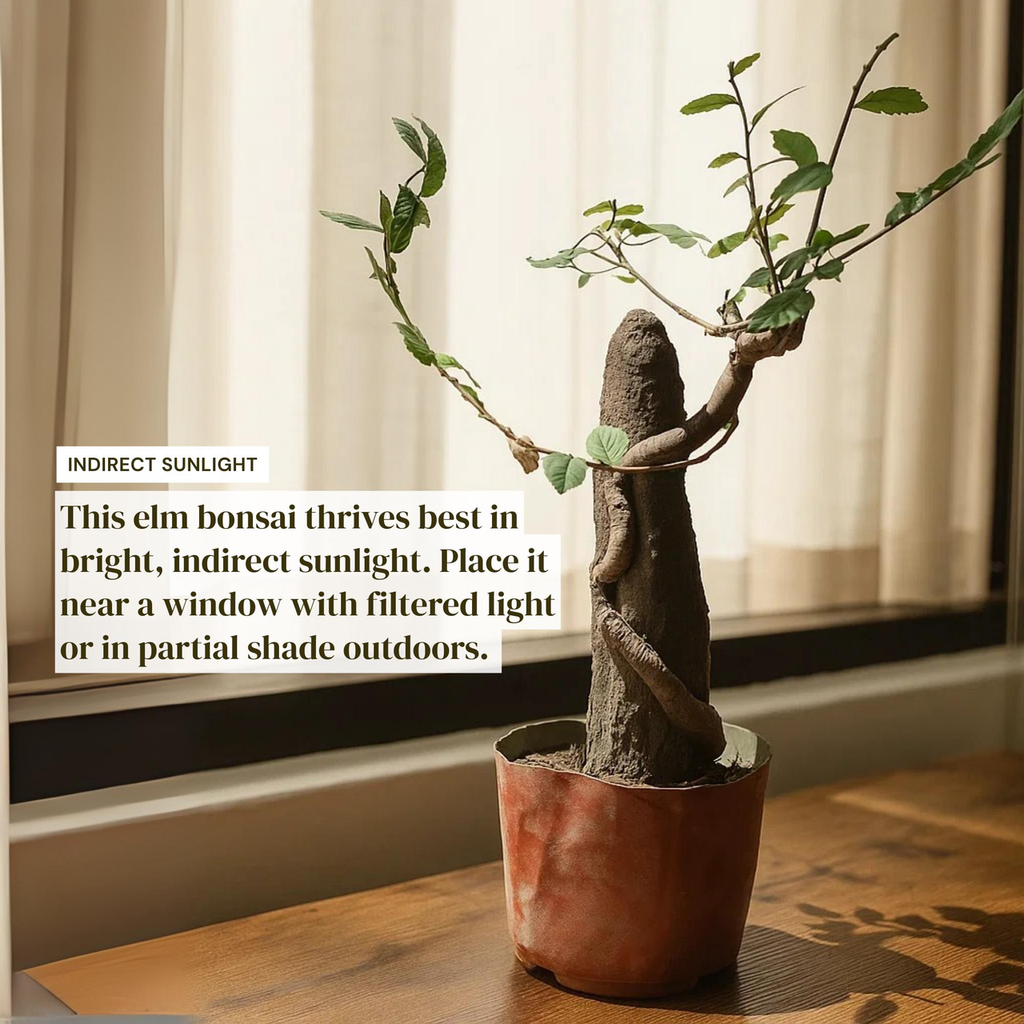 Chinese Elm Bonsai Tree