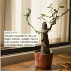 Chinese Elm Bonsai Tree