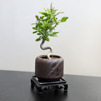 Mini Quince Bonsai