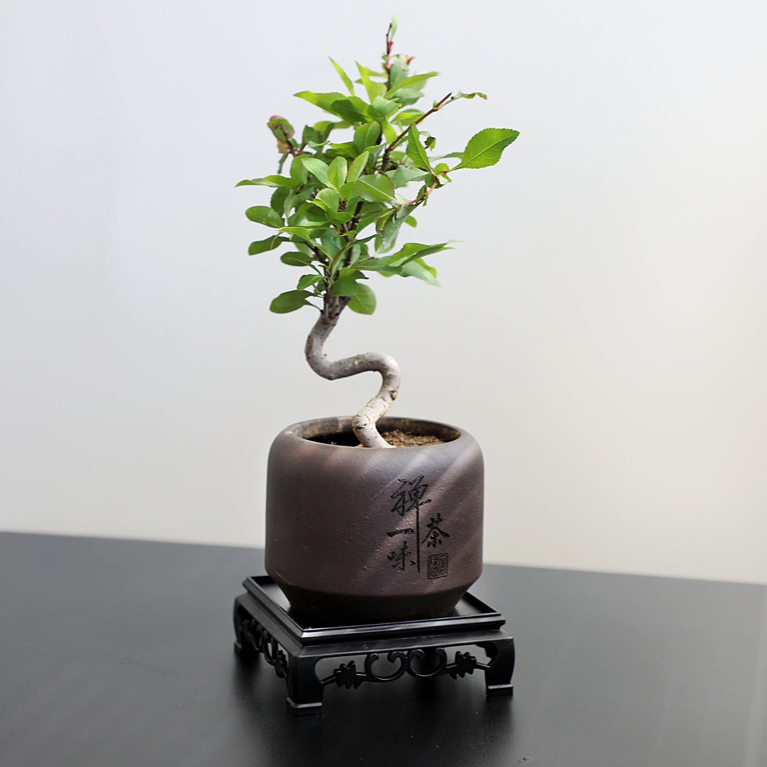 Mini Quince Bonsai