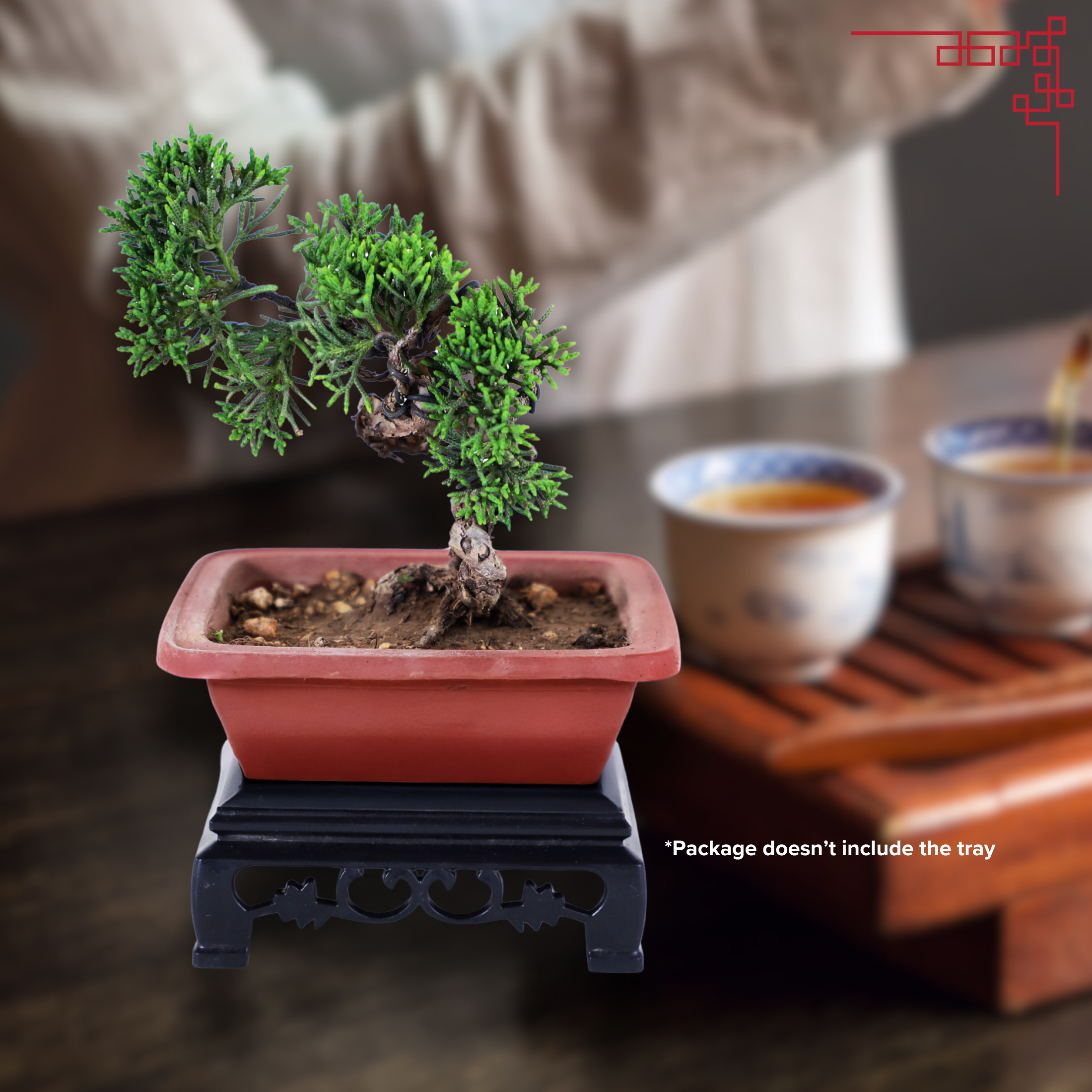 Shimpaku Juniper Cypress Bonsai