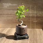 Mini Quince Bonsai