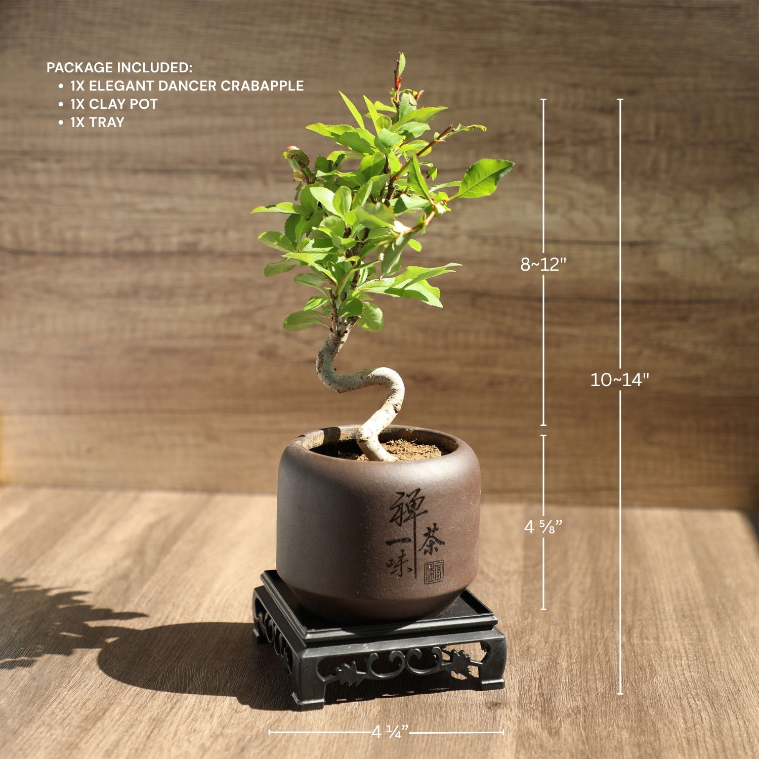 Mini Quince Bonsai