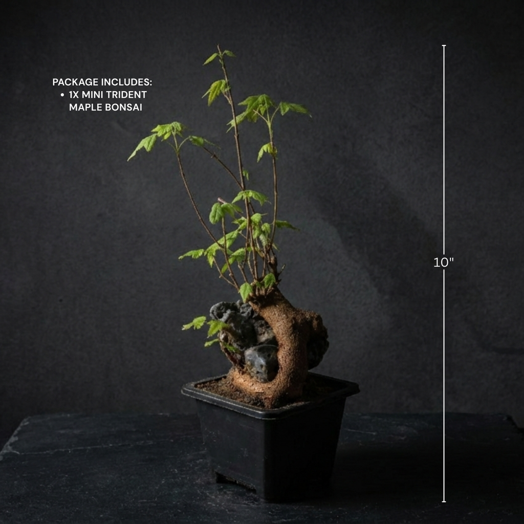 Mini Trident Maple Bonsai