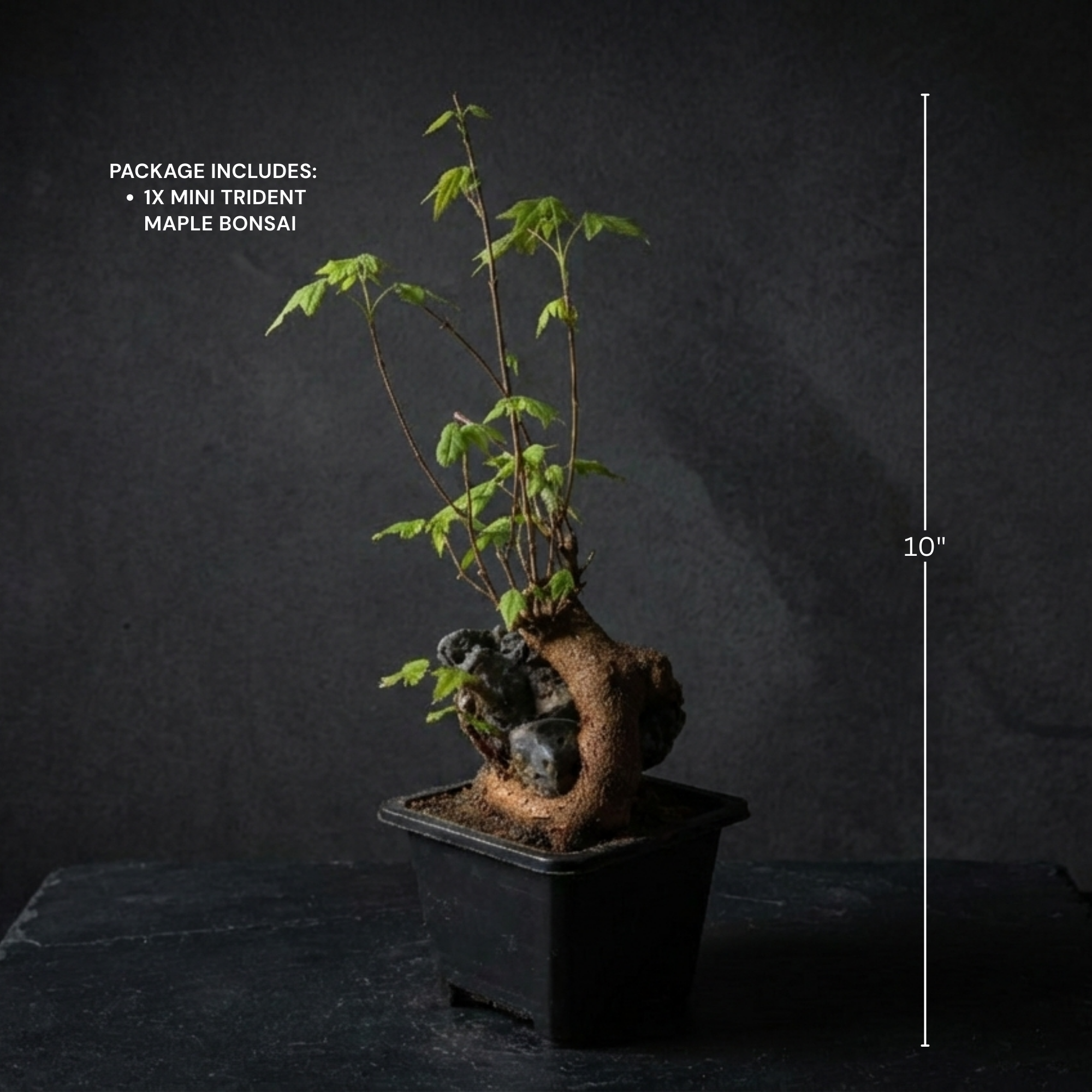 Mini Trident Maple Bonsai