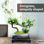 Mini Fukien Tea Bonsai