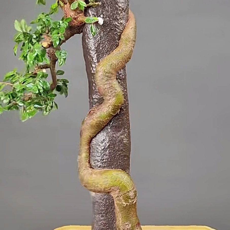Chinese Elm Bonsai Tree