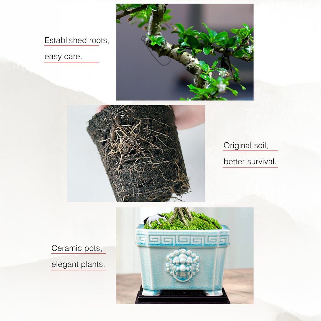 Mini Fukien Tea Bonsai
