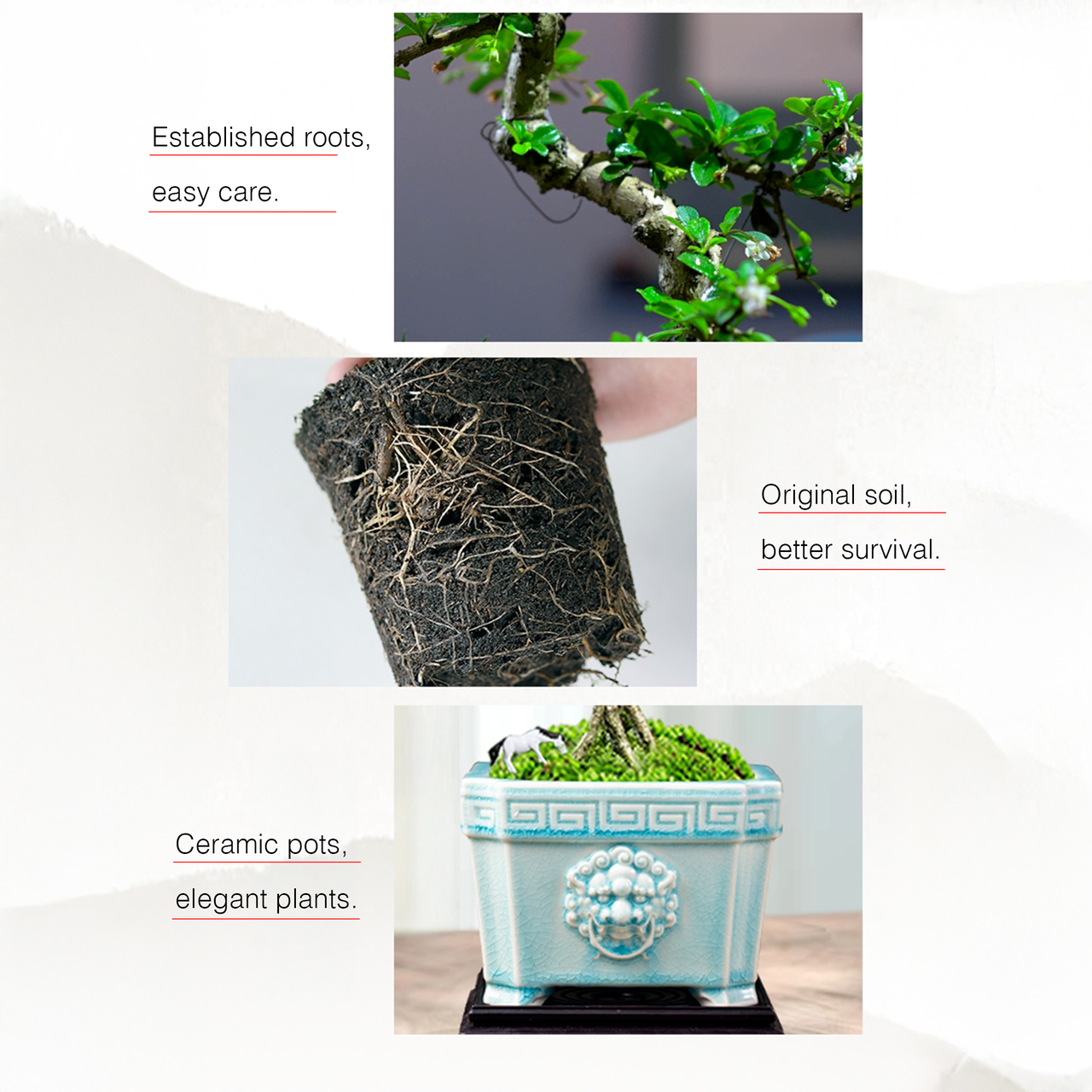 Mini Fukien Tea Bonsai