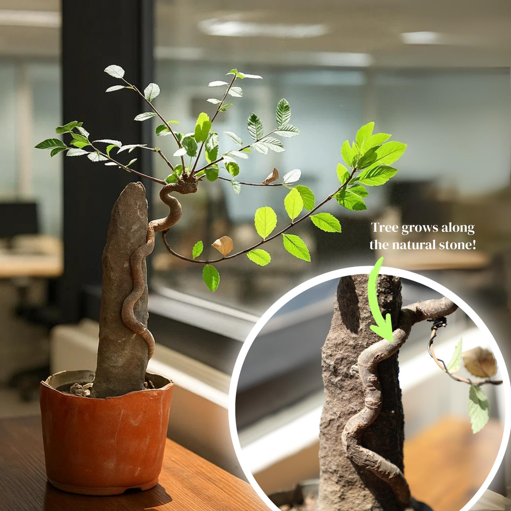 Chinese Elm Bonsai Tree