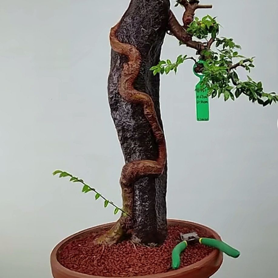 Chinese Elm Bonsai Tree