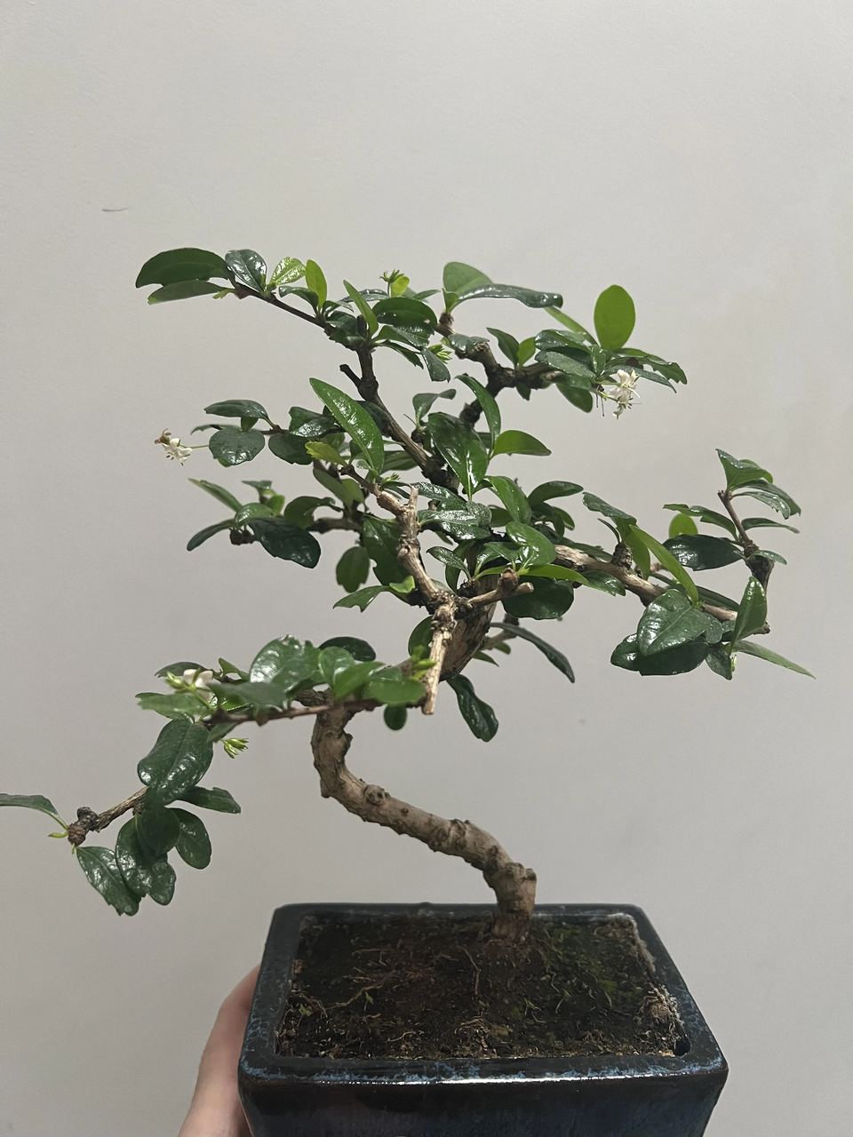 Mini Fukien Tea Bonsai