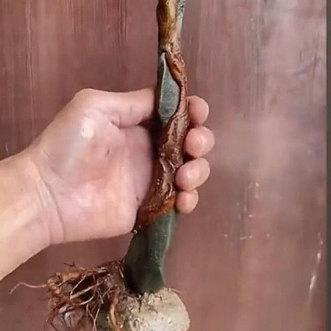 Chinese Elm Bonsai Tree