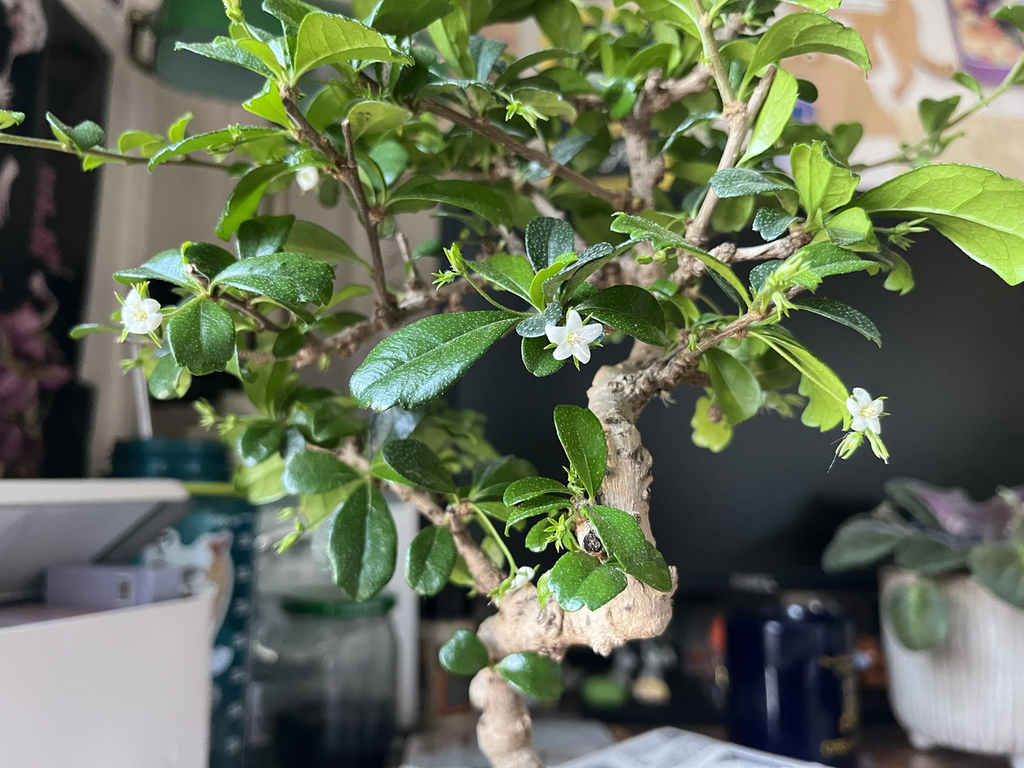 Mini Fukien Tea Bonsai