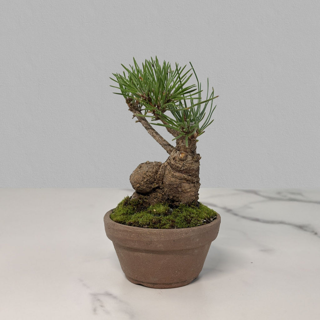 Hand-Cultivated Japanese Black Pine Bonsai with Sculptural Ball-Shaped Trunk