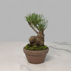 Hand-Cultivated Japanese Black Pine Bonsai with Sculptural Ball-Shaped Trunk