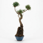 Literati-Style Japanese Black Pine – Twisted Trunk Evergreen Bonsai
