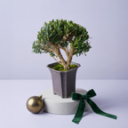 Mini Japanese Boxwood Christmas Tree Bonsai