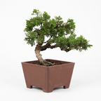 Wired Shimpaku Juniper Bonsai Tree - Hand-Styled Artistic Twisted Trunk