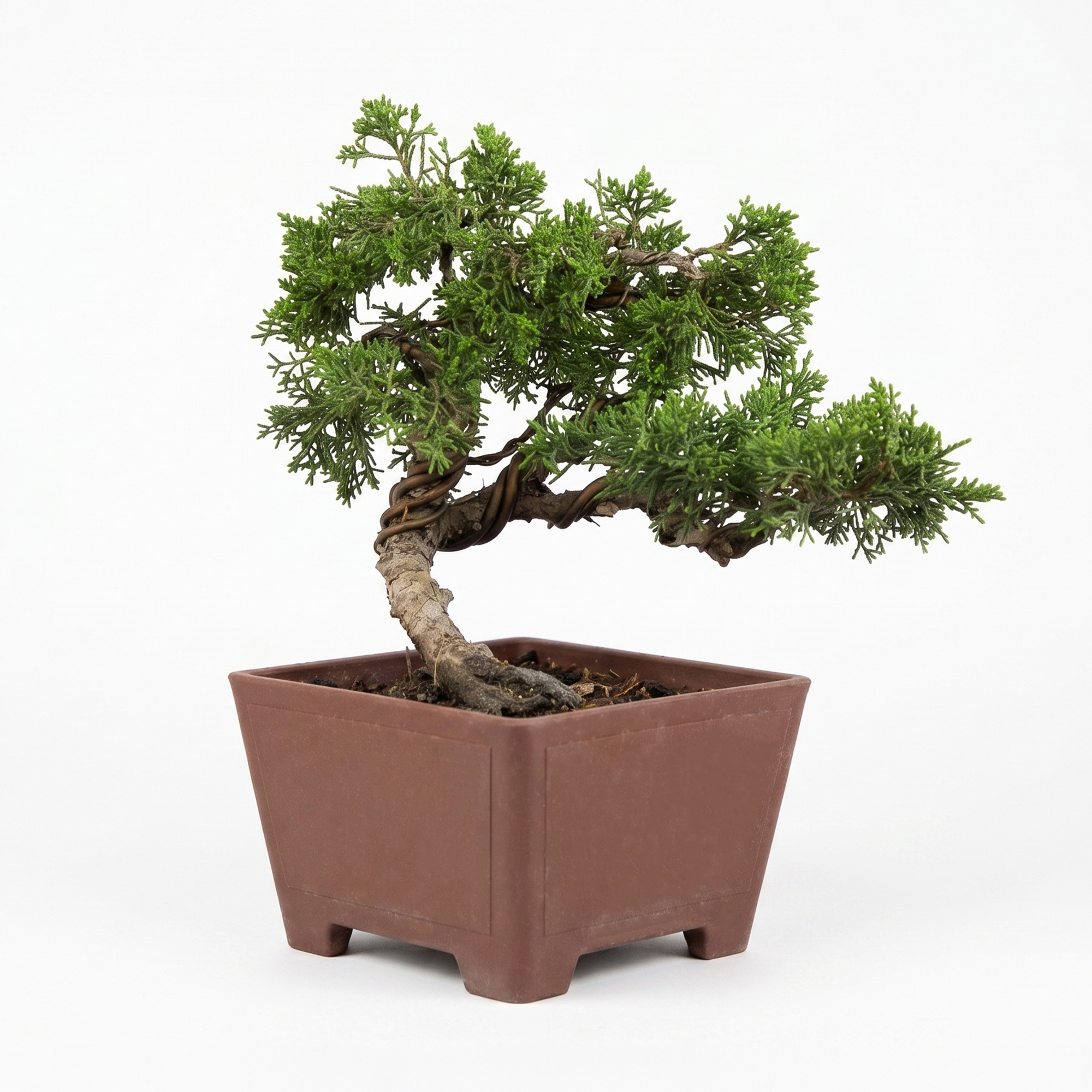 Wired Shimpaku Juniper Bonsai Tree - Hand-Styled Artistic Twisted Trunk