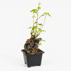 Mini Trident Maple Bonsai