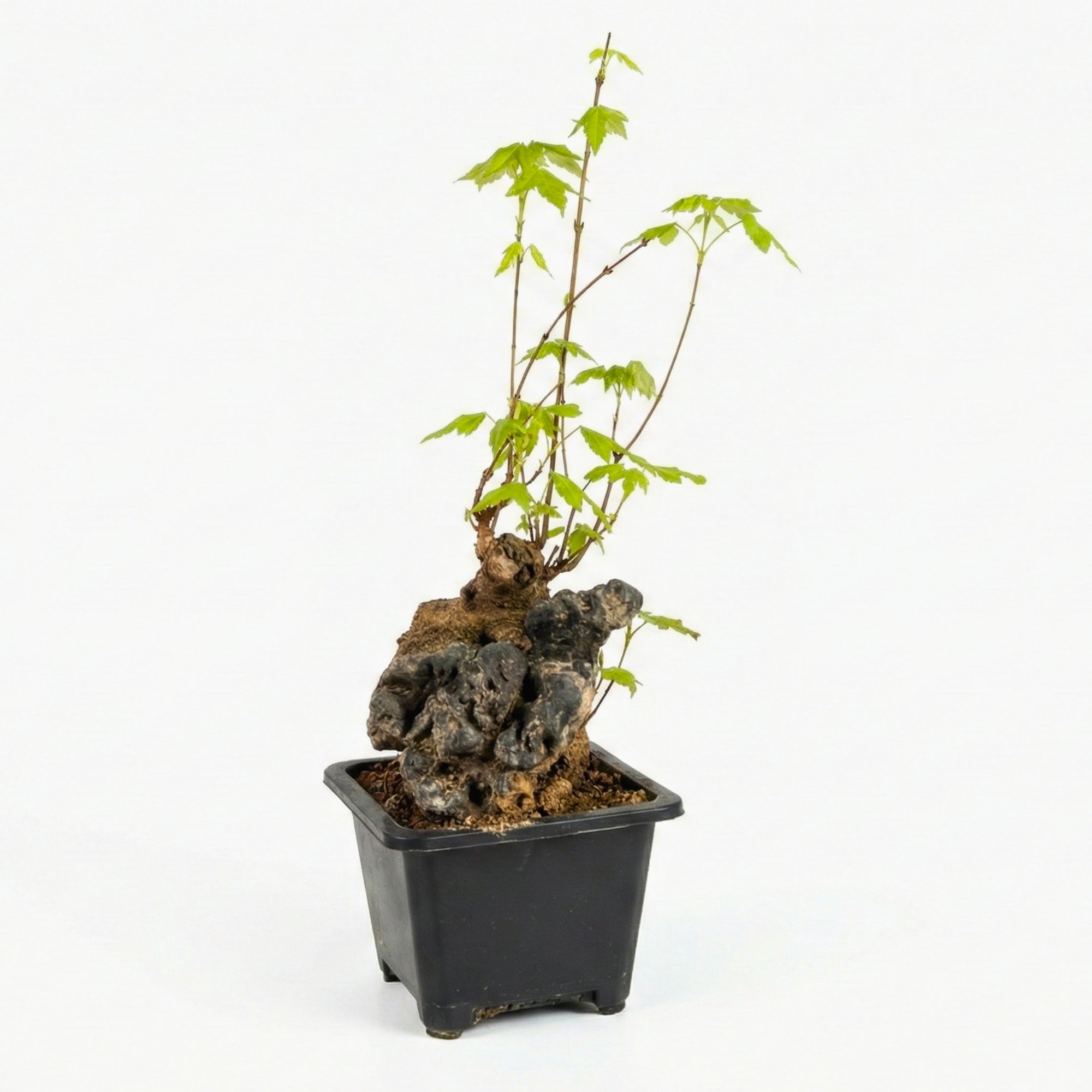 Mini Trident Maple Bonsai