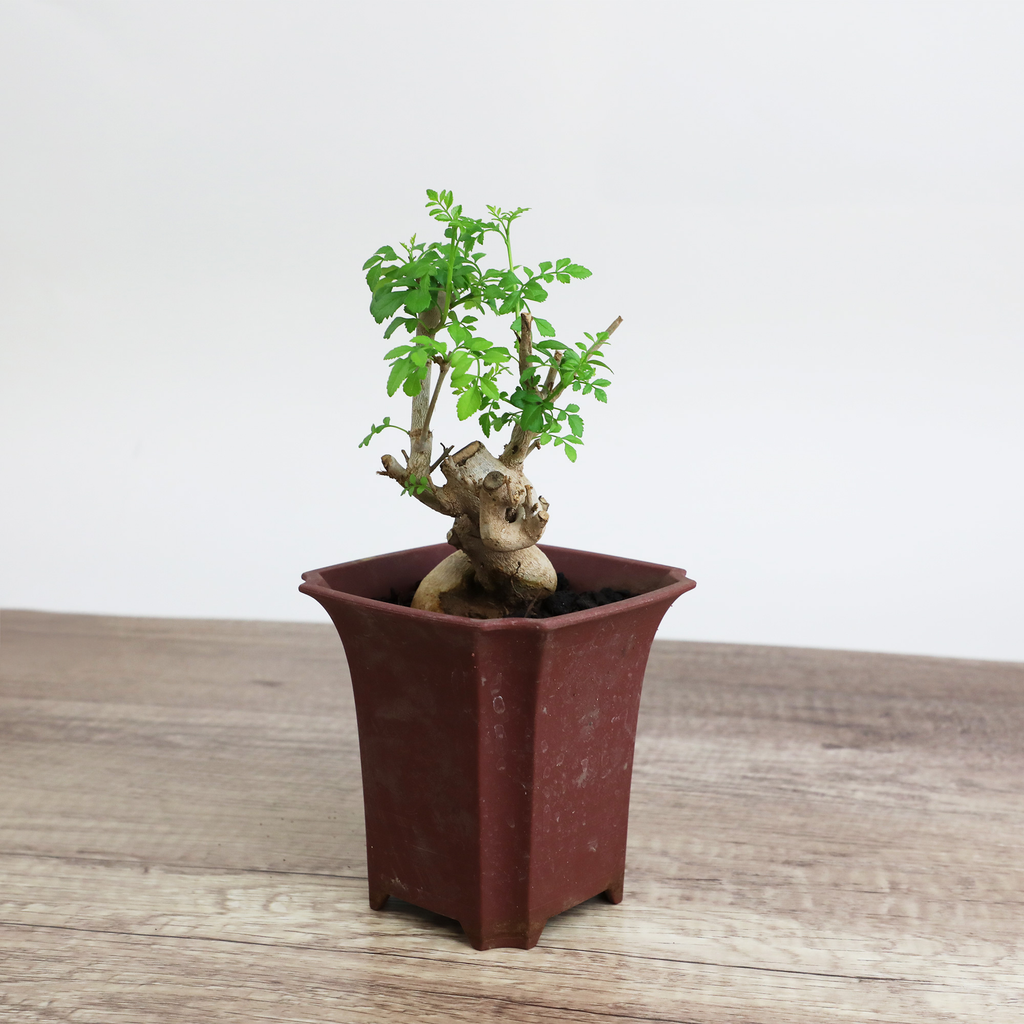 ash tree bonsai Ash Bonsai Old Stump – 10-Year-Old Mini Bonsai with Thick Trunk – Time in Pot