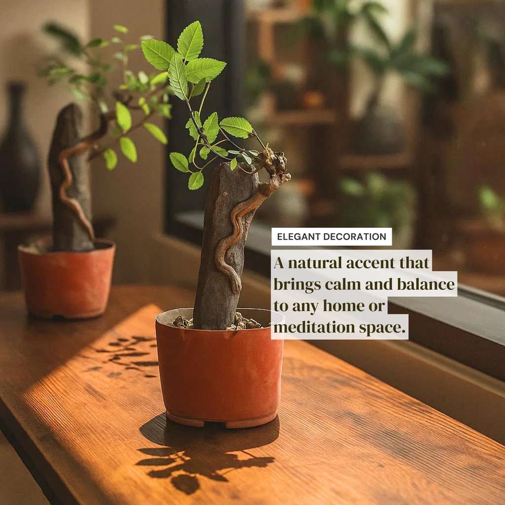 Chinese Elm Bonsai Tree