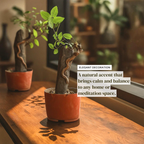 Chinese Elm Bonsai Tree