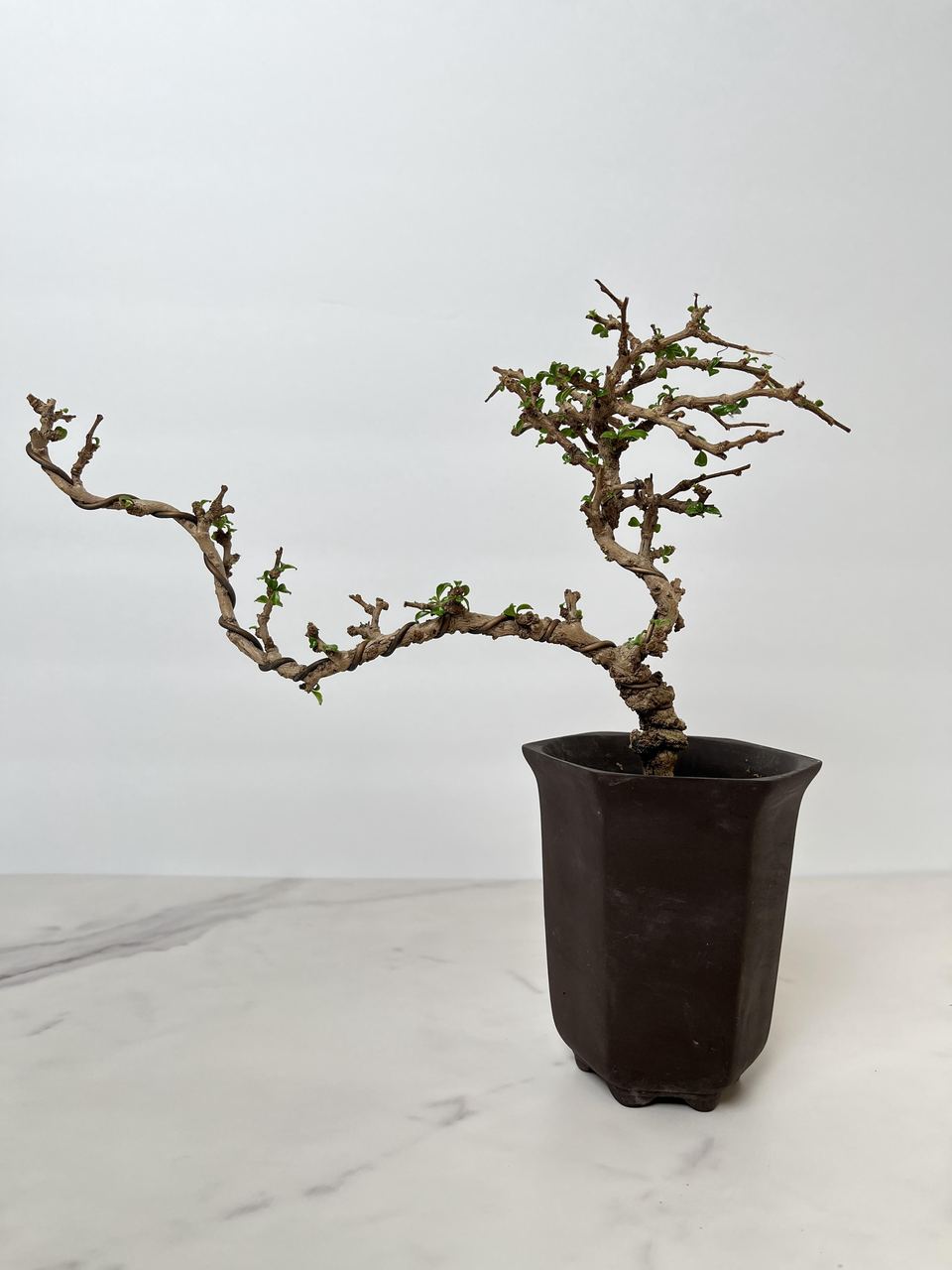 Mini Fukien Tea Bonsai
