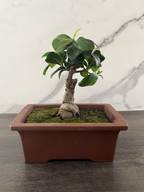 Ginseng Ficus Bonsai