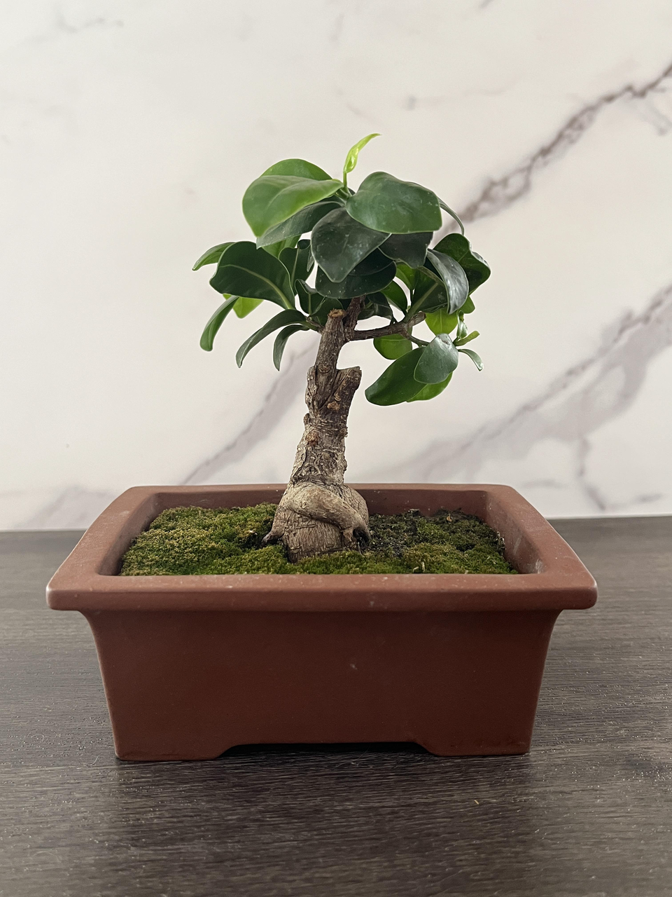 Ginseng Ficus Bonsai