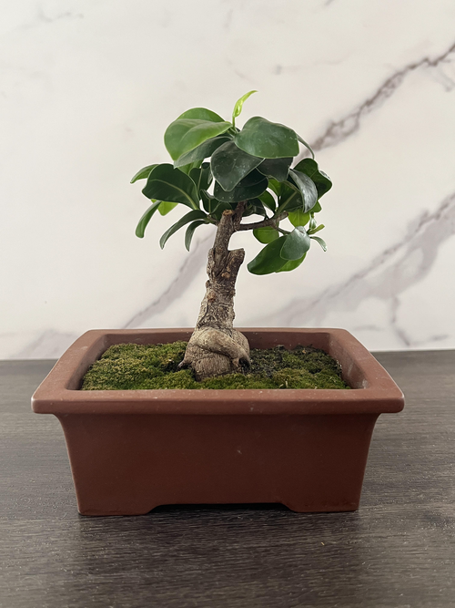 Ginseng Ficus Bonsai