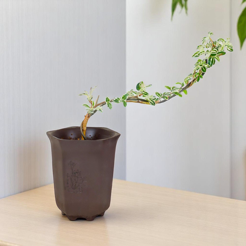 "Snow in June" Mini Variegated Snowrose Bonsai