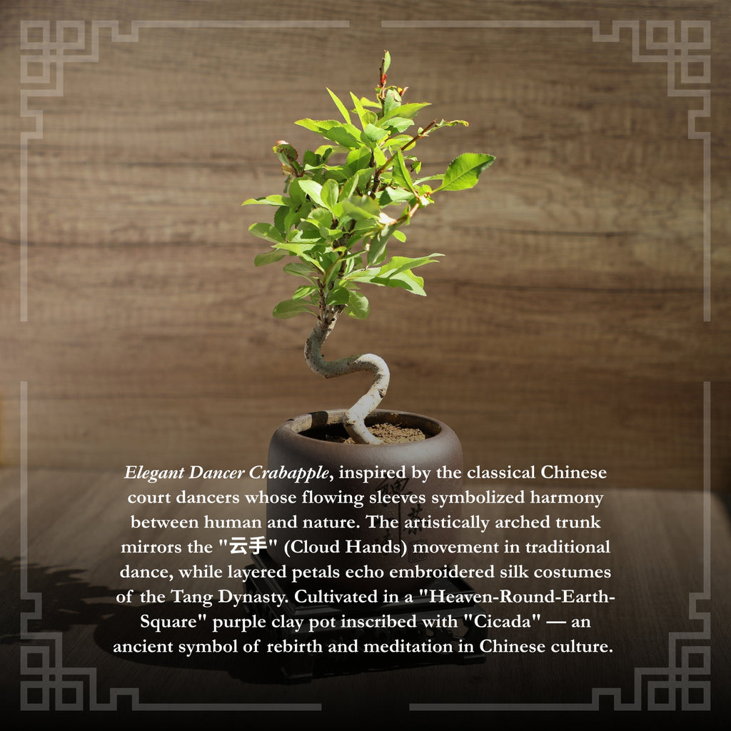 Mini Quince Bonsai