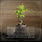 Mini Quince Bonsai