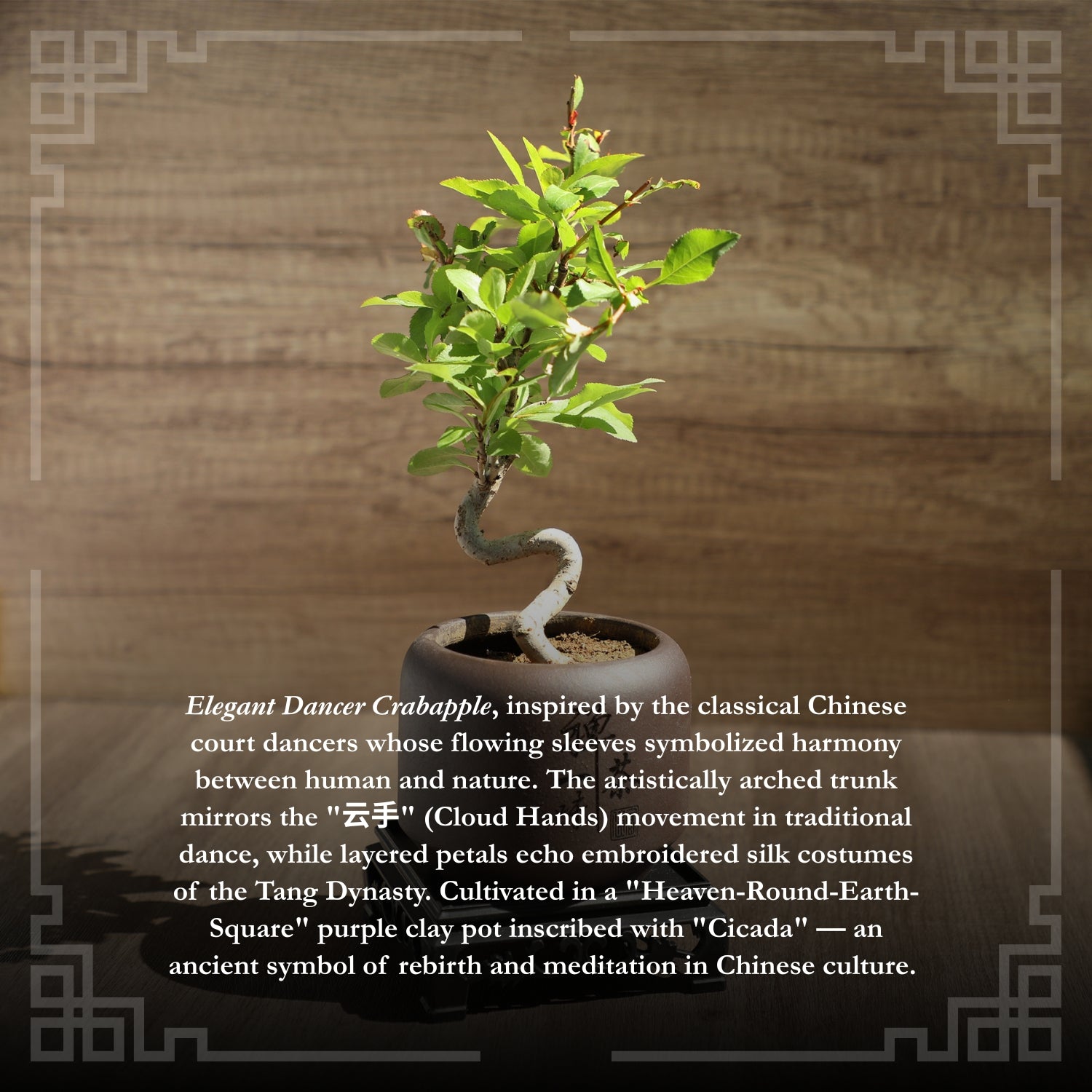 Mini Quince Bonsai