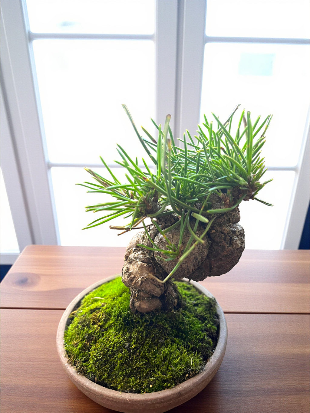 Hand-Cultivated Japanese Black Pine Bonsai with Sculptural Ball-Shaped Trunk