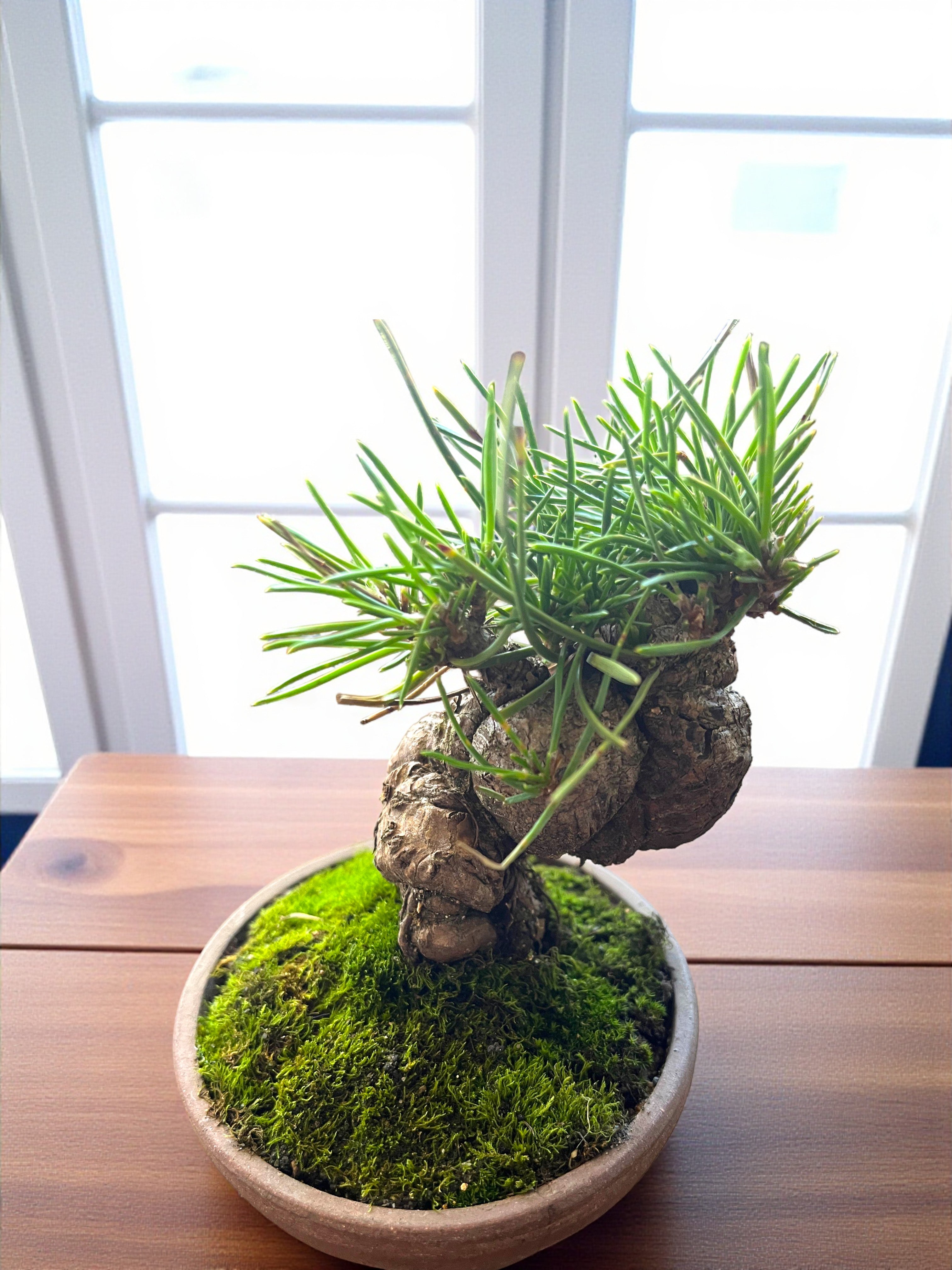 Hand-Cultivated Japanese Black Pine Bonsai with Sculptural Ball-Shaped Trunk