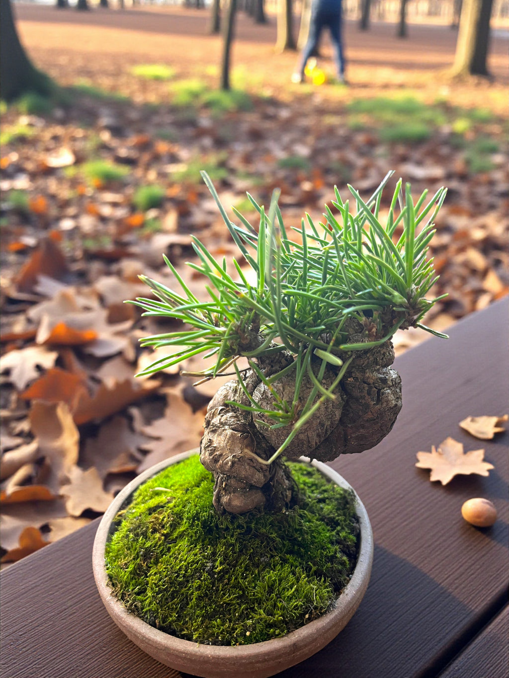 Hand-Cultivated Japanese Black Pine Bonsai with Sculptural Ball-Shaped Trunk