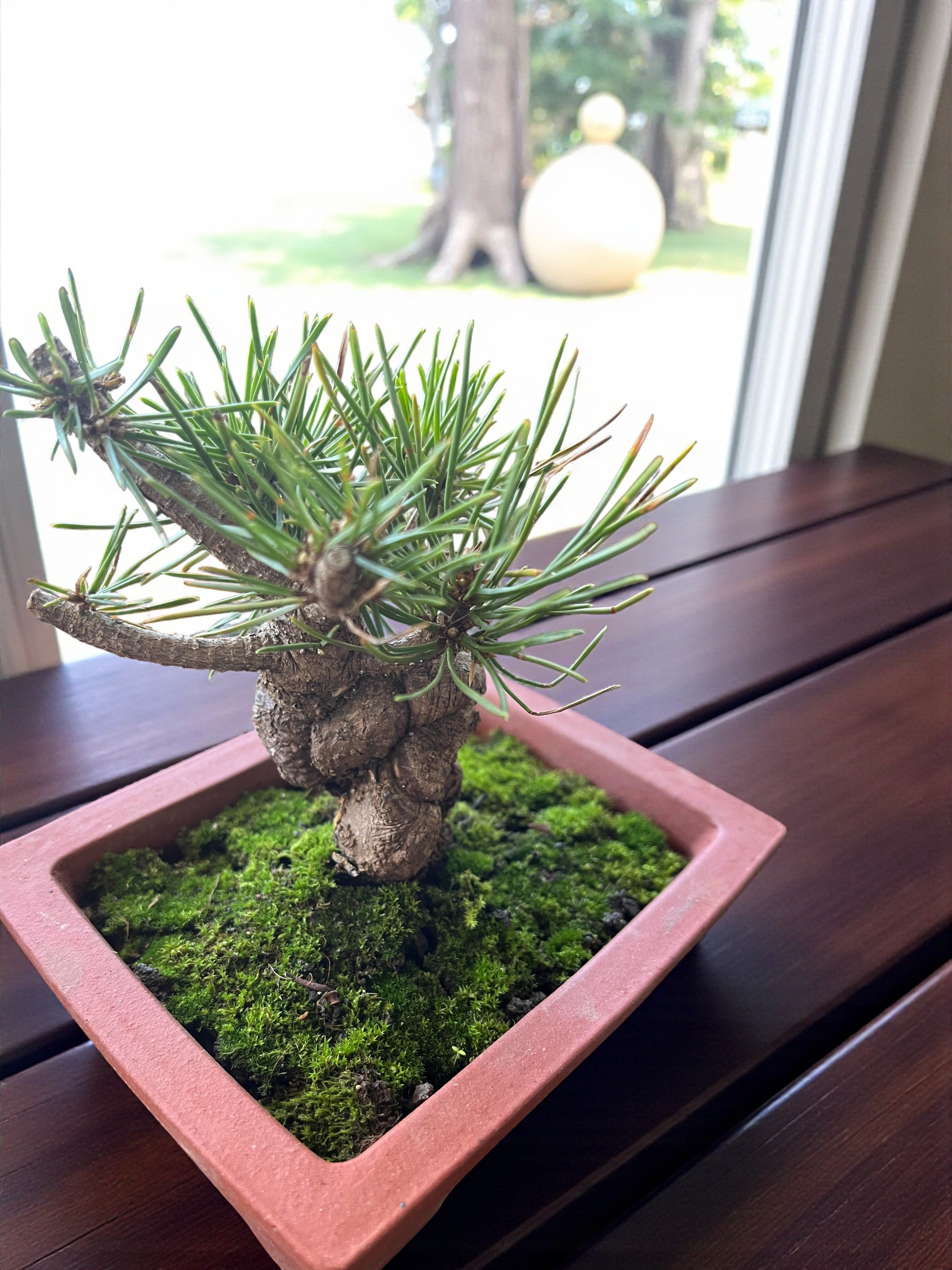 Hand-Cultivated Japanese Black Pine Bonsai with Sculptural Ball-Shaped Trunk