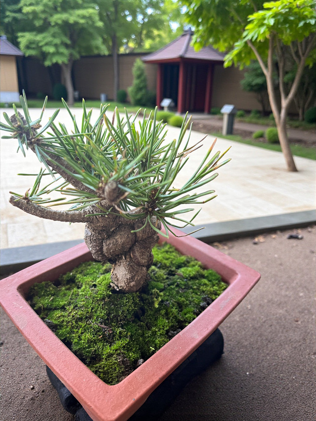 Hand-Cultivated Japanese Black Pine Bonsai with Sculptural Ball-Shaped Trunk