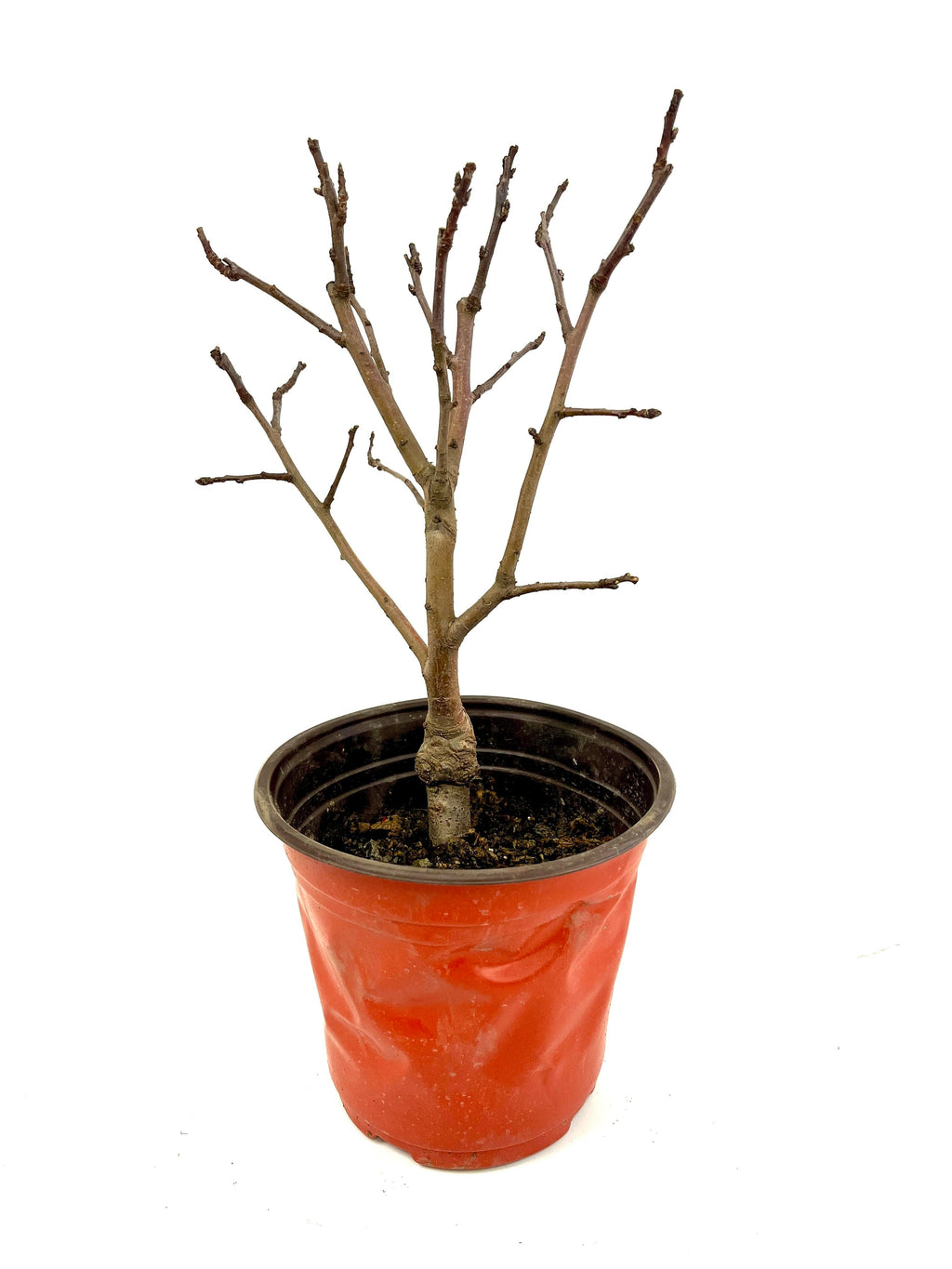 Dwarf Ruixue Apple Bonsai Tree