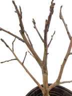 Dwarf Ruixue Apple Bonsai Tree