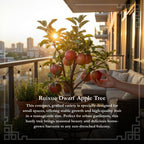 Dwarf Ruixue Apple Bonsai Tree